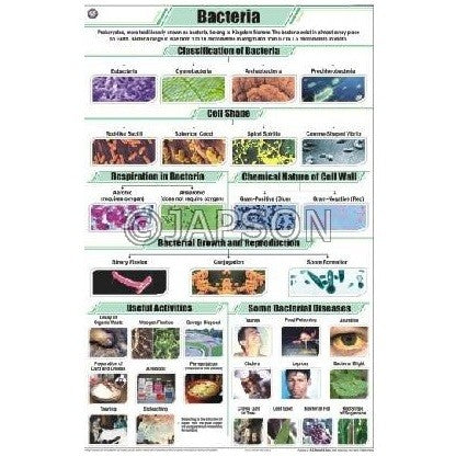 Bacteria Chart, Botany, School Education Bacteria Chart, Botany, School Education